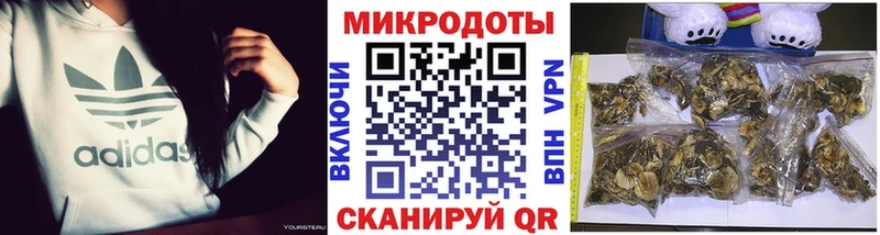 это как зайти Донецк Псилоцибиновые грибы Psilocybe